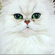 Lucy a rejoint le concours — aidez-le/la à gagner de superbes lots ! cat, white_cat, fluffy, long_hair, green_eyes, close_up, portrait, pet, animal, whiskers, fur, face, eyes, nose, indoors, cute, staring, symmetrical, photography, companion