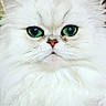 cat, white_cat, fluffy, long_hair, green_eyes, close_up, portrait, pet, animal, whiskers, fur, face, eyes, nose, indoors, cute, staring, symmetrical, photography, companion