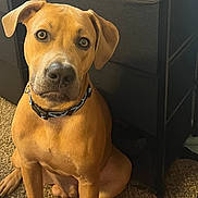 Prince is registered to the contest to win money with this photo: animal, attention, brown_fur, canine, carpet, collar, companion, dog, ears, eyes, fur, indoor, lightning_bolt, looking, paw, pet, sitting, snout, storage_unit, tan_dog