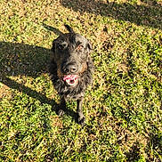 Morty joined the competition — help win amazing prizes! animal, black_dog, canine, daylight, dog, friendly, fur, grass, ground, happy, looking_up, mammal, nature, outdoor, pet, playful, scruffy, shadow, sunlight, tongue_out