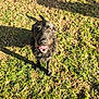 animal, black_dog, canine, daylight, dog, friendly, fur, grass, ground, happy, looking_up, mammal, nature, outdoor, pet, playful, scruffy, shadow, sunlight, tongue_out