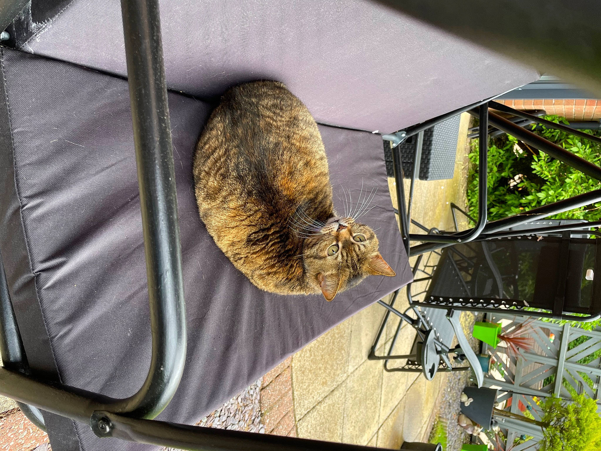 Amber is registered to the contest to win money with this photo: auto_part, automotive_exterior, automotive_wheel_system, carnivore, cat, domestic_short_haired_cat, fawn, felidae, mammal, metal, plant, shade, small_to_medium_sized_cats, snout, tail, terrestrial_animal, vertebrate, whiskers, wildlife, wood