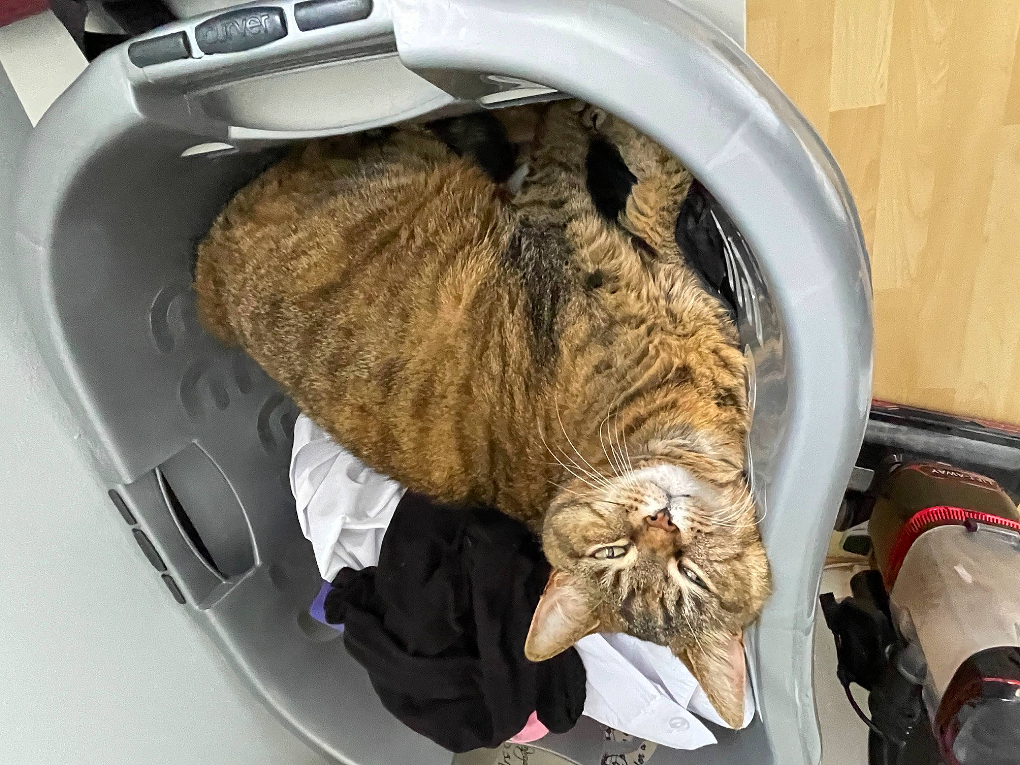 Amber is registered to the contest to win money with this photo: auto_part, automotive_design, automotive_exterior, automotive_tire, carnivore, cat, comfort, domestic_short_haired_cat, felidae, fender, fur, luxury_vehicle, motor_vehicle, personal_luxury_car, small_to_medium_sized_cats, tail, vehicle, vehicle_door, vertebrate, whiskers