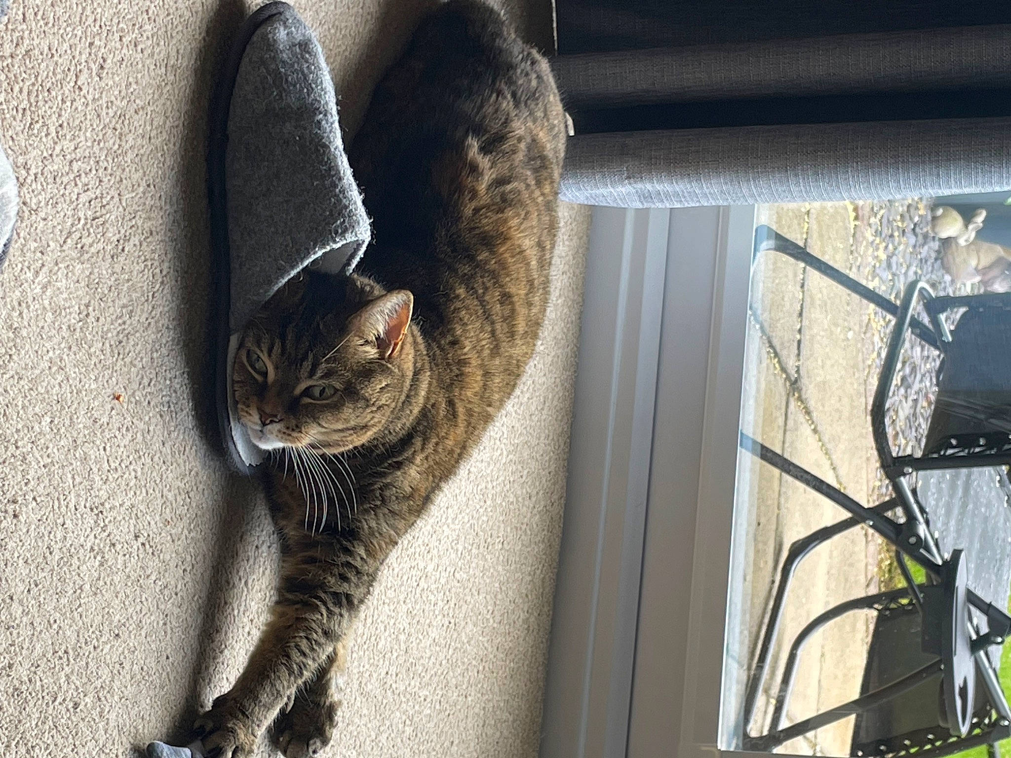Amber is registered to the contest to win money with this photo: cable, carnivore, cat, domestic_short_haired_cat, electrical_supply, electrical_wiring, felidae, fur, grey, leg, organism, small_to_medium_sized_cats, snout, tail, tree, whiskers, wildlife, window, wire, wood