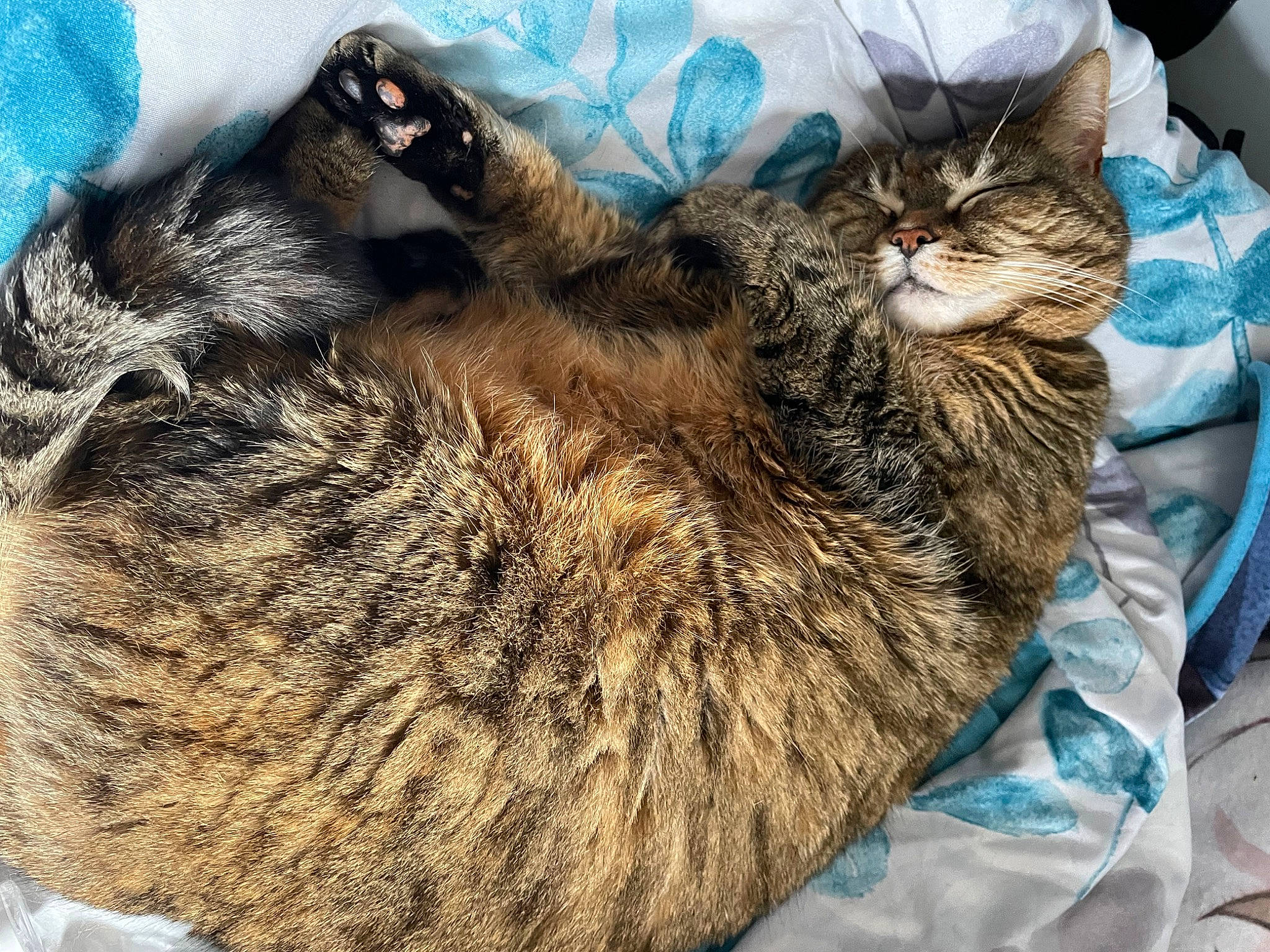 Amber joined the competition — help win amazing prizes! carnivore, cat, claw, comfort, domestic_short_haired_cat, felidae, fur, nap, paw, sleep, small_to_medium_sized_cats, tail, whiskers