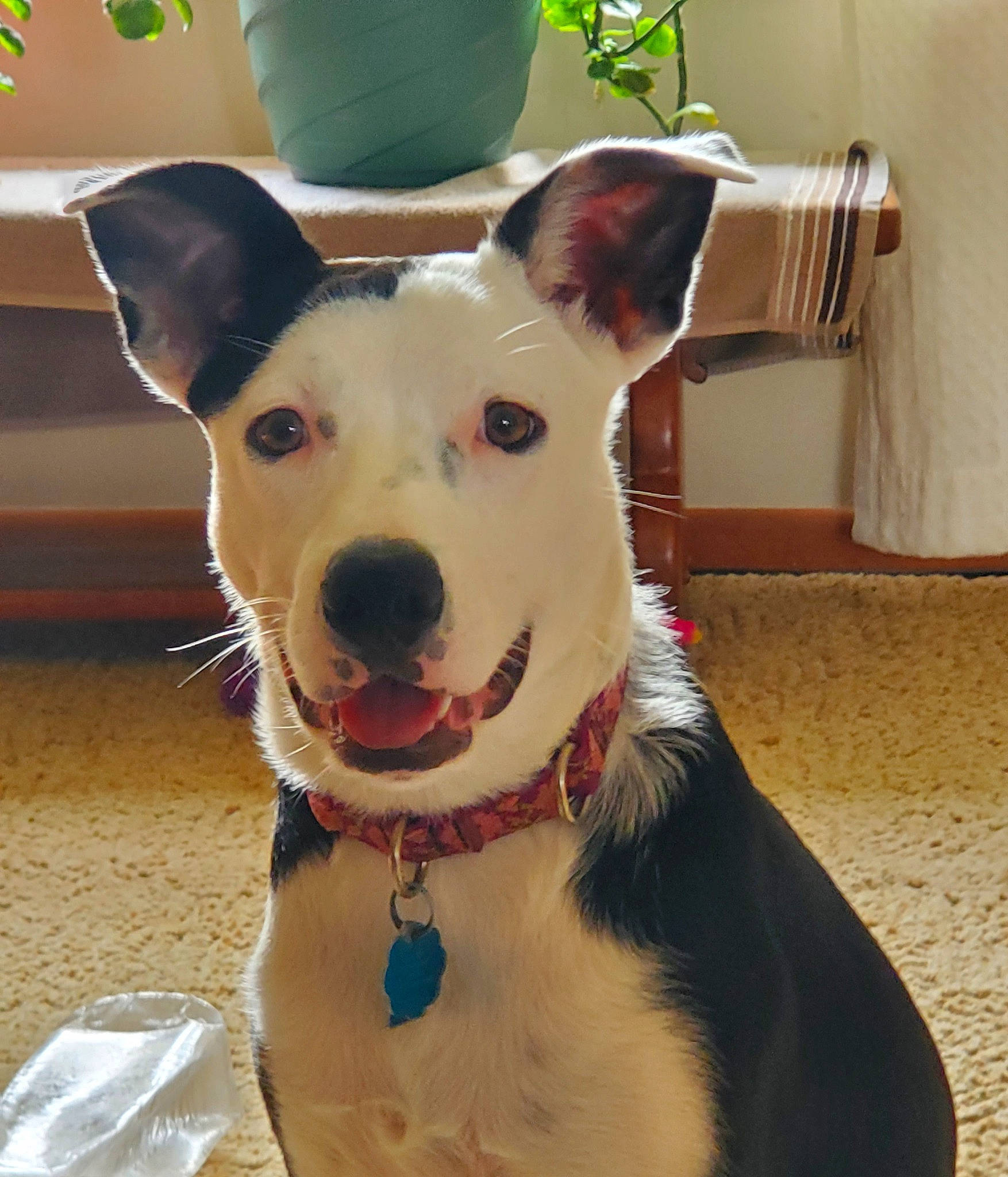 Bali is registered to the contest to win money with this photo: canidae, carnivore, collar, companion_dog, dog, dog_breed, dog_collar, dog_supply, fashion_accessory, fawn, fur, leash, non_sporting_group, pet_supply, plant, snout, sporting_group, whiskers, working_animal, working_dog