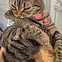 Bandit joined the competition — help win amazing prizes! animal, biting, cat, close_up, collar, cute, domestic_cat, ears, feline, fur, holding, home, indoor, paw, pet, pink_collar, relaxed, striped, tabby, whiskers