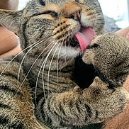 Bandit is registered to the contest to win money with this photo: animal, cat, close_up, cute, domestic_cat, feline, fur, human_arm, indoor, licking, paw, pet, relaxed, resting, soft_light, striped_fur, tabby_cat, tongue, whiskers, window_blinds