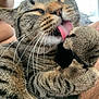 animal, cat, close_up, cute, domestic_cat, feline, fur, human_arm, indoor, licking, paw, pet, relaxed, resting, soft_light, striped_fur, tabby_cat, tongue, whiskers, window_blinds