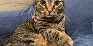 Bandit is registered to the contest to win money with this photo: animal, cat, chair, closeup, collar, cushion, cute, domestic, ears, feline, fur, home, indoor, looking, paw, pet, relaxed, resting, tabby, whiskers