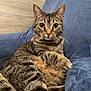 animal, cat, chair, closeup, collar, cushion, cute, domestic, ears, feline, fur, home, indoor, looking, paw, pet, relaxed, resting, tabby, whiskers