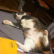 Nemo joined the competition — help win amazing prizes! aegean_cat, cat, cat_like_mammal, dog_breed_group, domestic_short_haired_cat, european_shorthair, fauna, kitten, paw, small_to_medium_sized_cats, snout, whiskers