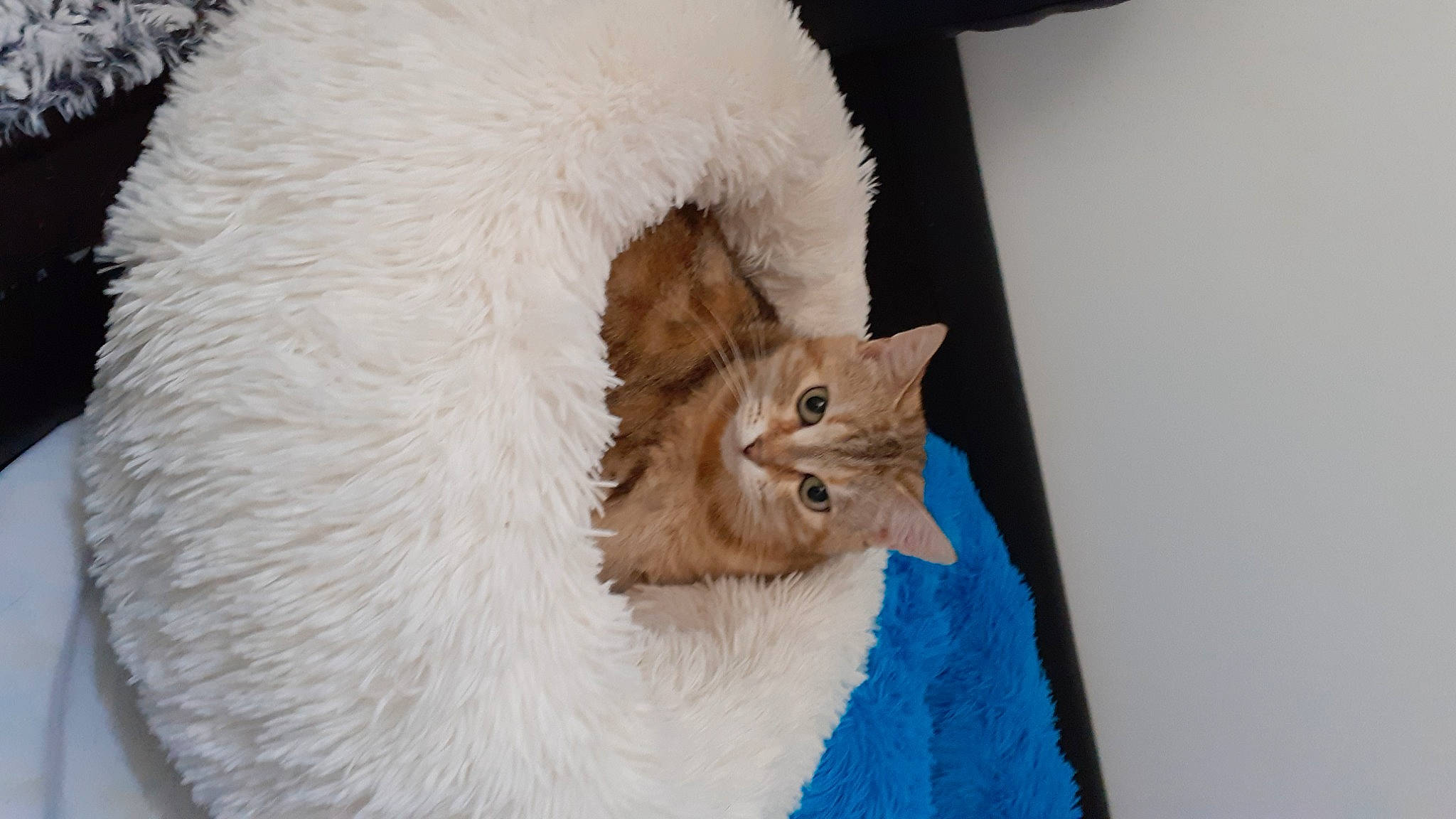 Lili a rejoint le concours — aidez-le/la à gagner de superbes lots ! asian, asian_semi_longhair, british_longhair, british_semi_longhair, burmilla, carnivore, cat, domestic_long_haired_cat, fawn, felidae, fur, kitten, ojos_azules, ragamuffin, ragdoll, small_to_medium_sized_cats, somali, tail, turkish_van, whiskers