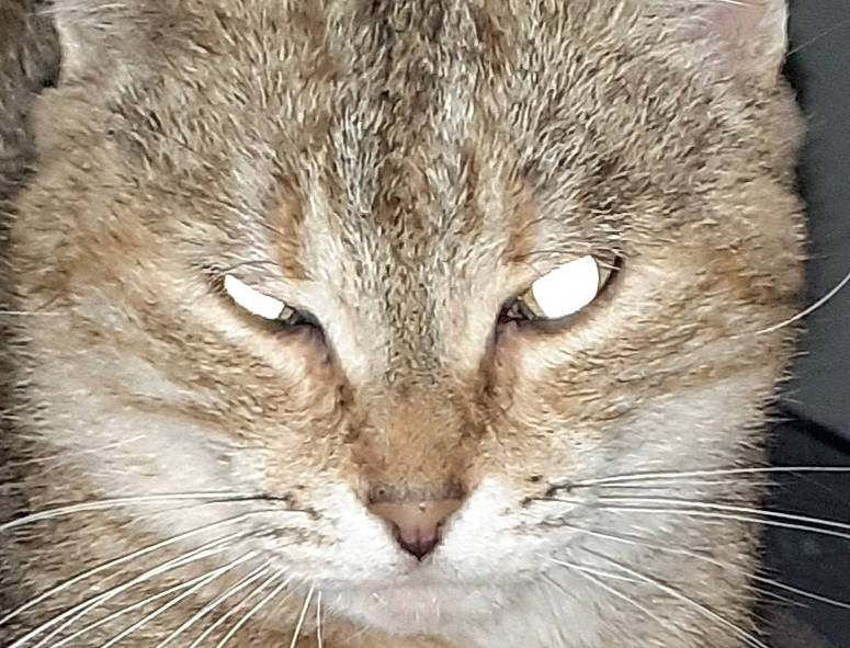 Lili participe au concours pour gagner de l'argent avec cette photo : aegean_cat, asian, australian_mist, carnivore, cat, close_up, domestic_short_haired_cat, dragon_li, european_shorthair, eye, felidae, fur, mammal, nose, singapura, small_to_medium_sized_cats, snout, tabby_cat, whiskers, wild_cat