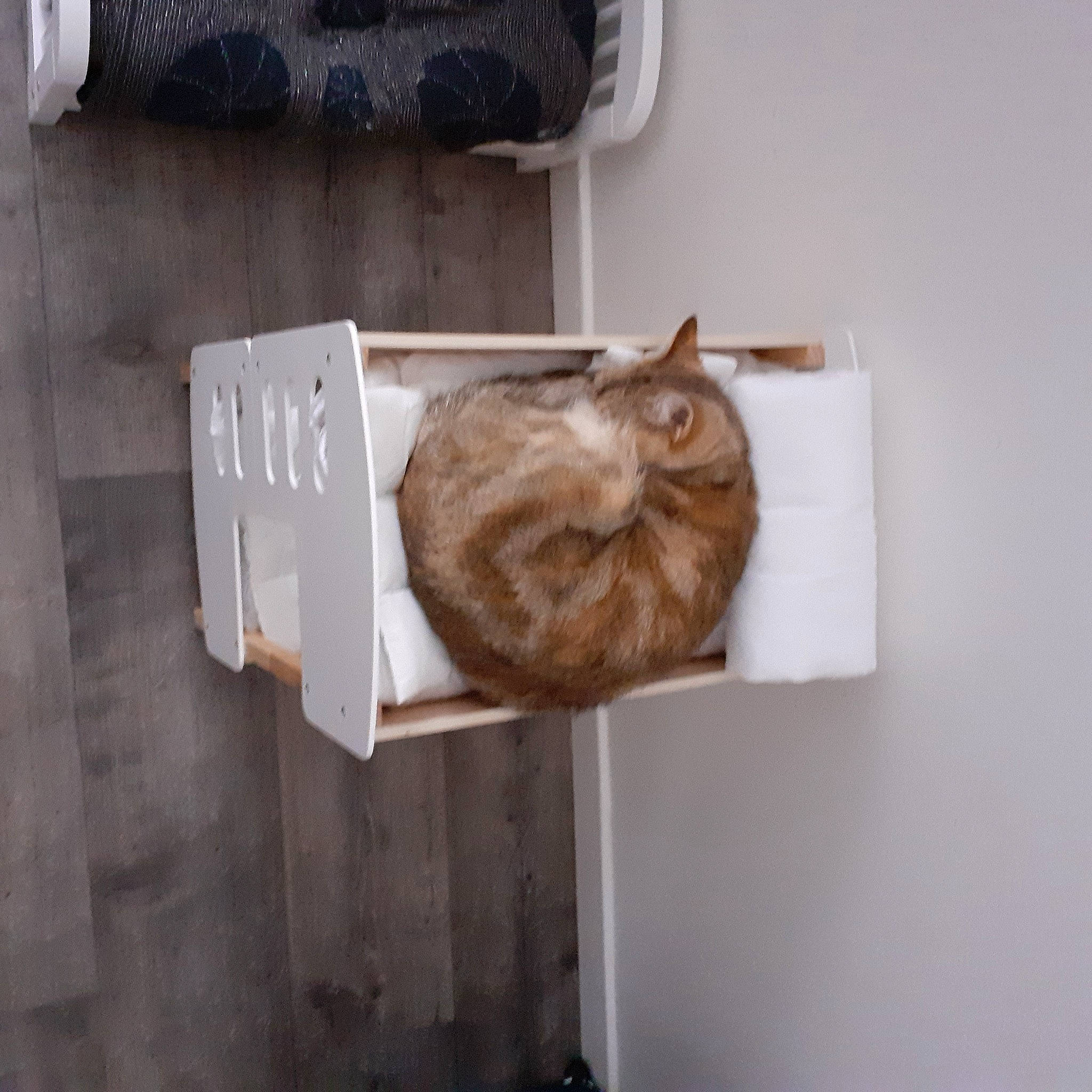 Lili participe au concours pour gagner de l'argent avec cette photo : cat, felidae, shelf, small_to_medium_sized_cats, tabby_cat