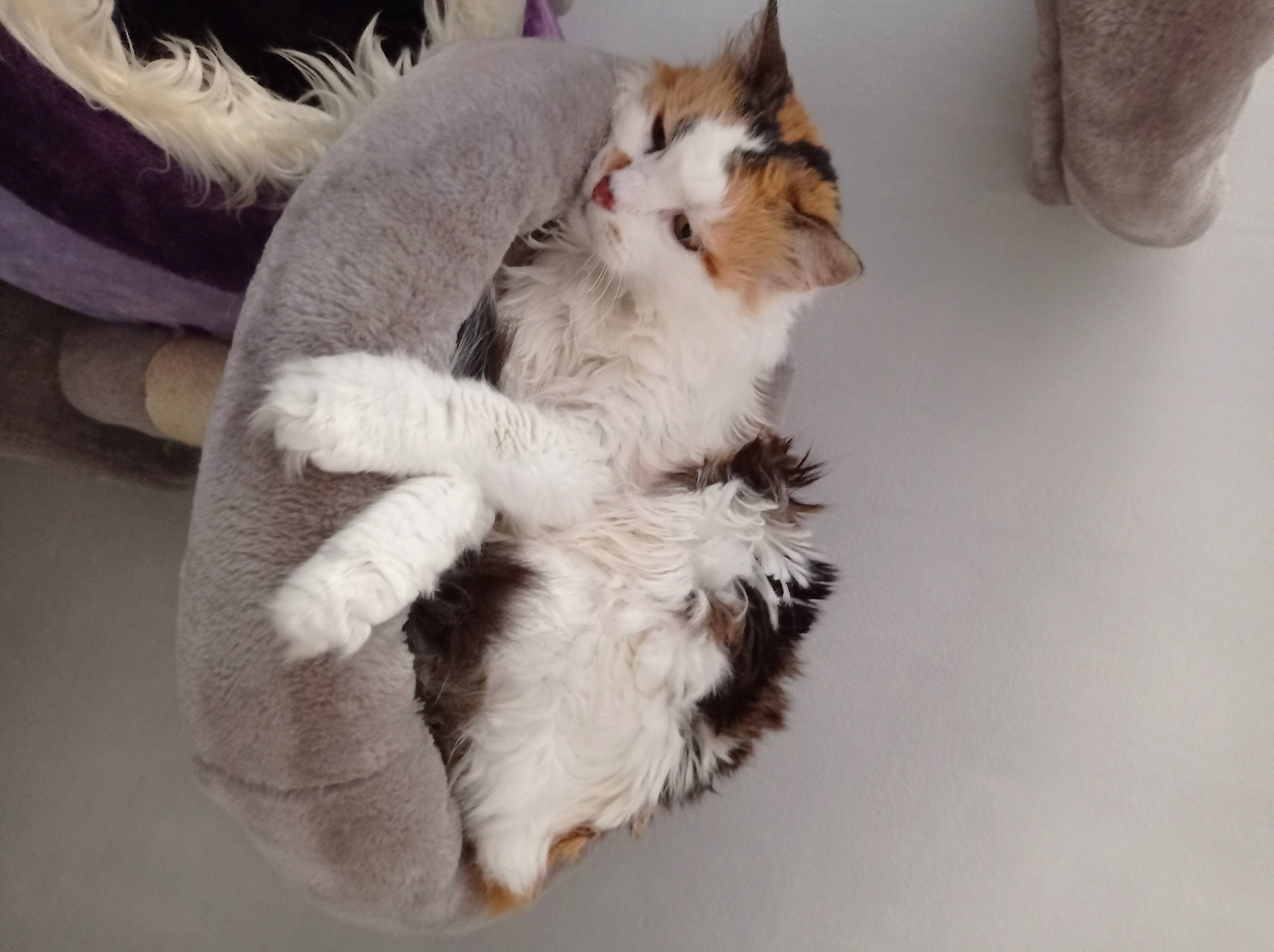 Biscotte participe au concours pour gagner de l'argent avec cette photo : cat, claw, comfort, companion_dog, domestic_short_haired_cat, fawn, felidae, flooring, foot, fur, fur_clothing, paw, plush, small_to_medium_sized_cats, snout, stuffed_toy, tail, whiskers, wool