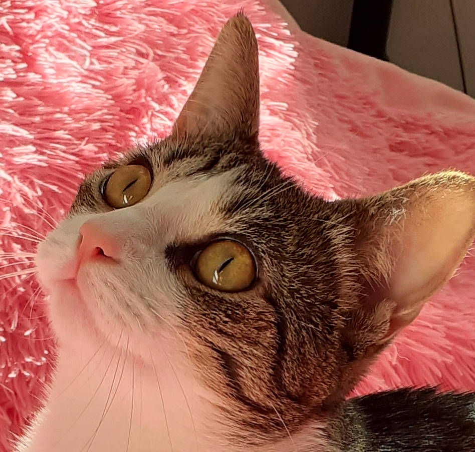 Machin a rejoint le concours — aidez-le/la à gagner de superbes lots ! aegean_cat, american_wirehair, asian, australian_mist, carnivore, cat, close_up, domestic_short_haired_cat, european_shorthair, eye, felidae, fur, kitten, mammal, nose, pink, small_to_medium_sized_cats, snout, tabby_cat, whiskers