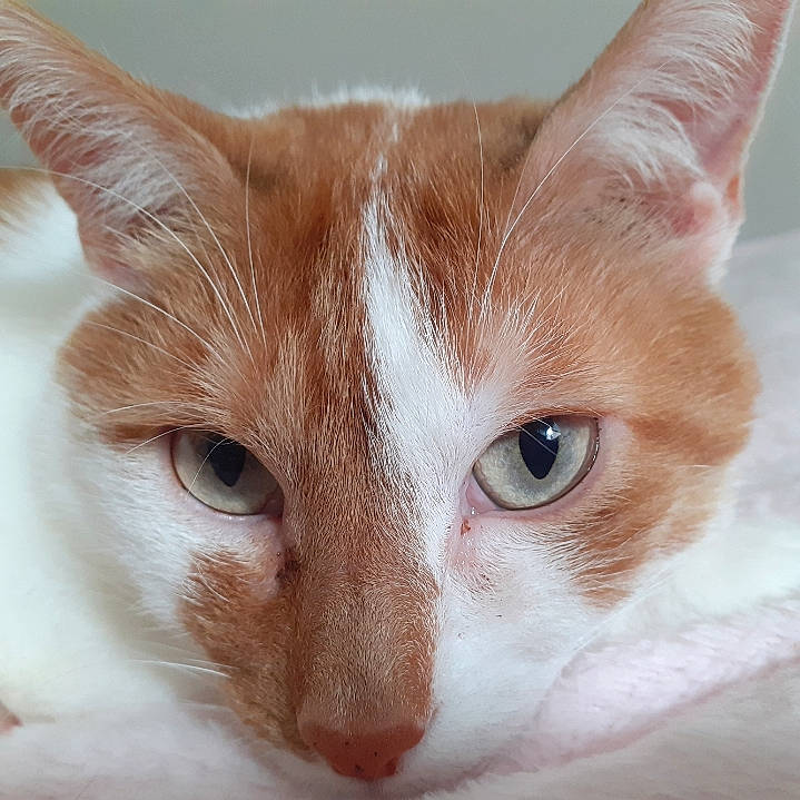 Machin participe au concours pour gagner de l'argent avec cette photo : aegean_cat, american_wirehair, arabian_mau, carnivore, cat, close_up, domestic_short_haired_cat, european_shorthair, eye, felidae, fur, german_rex, iris, mammal, nose, organ, skin, small_to_medium_sized_cats, snout, whiskers