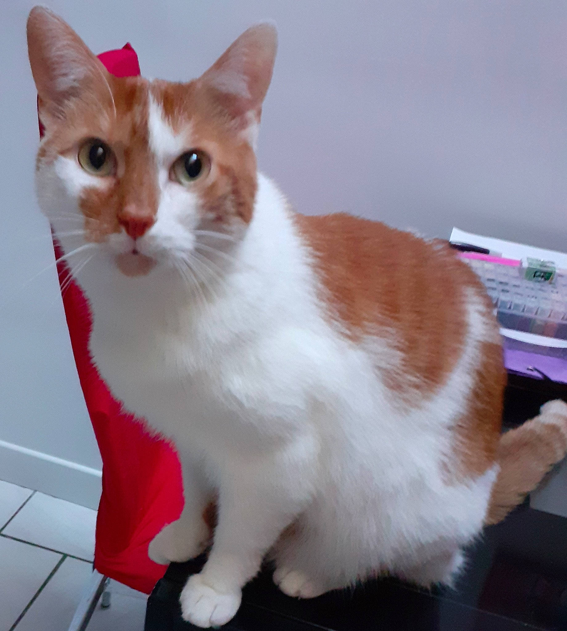 Machin a rejoint le concours — aidez-le/la à gagner de superbes lots ! aegean_cat, american_wirehair, carnivore, cat, cymric, domestic_short_haired_cat, european_shorthair, fawn, felidae, fur, german_rex, japanese_bobtail, kitten, mammal, paw, polydactyl_cat, small_to_medium_sized_cats, tail, vertebrate, whiskers