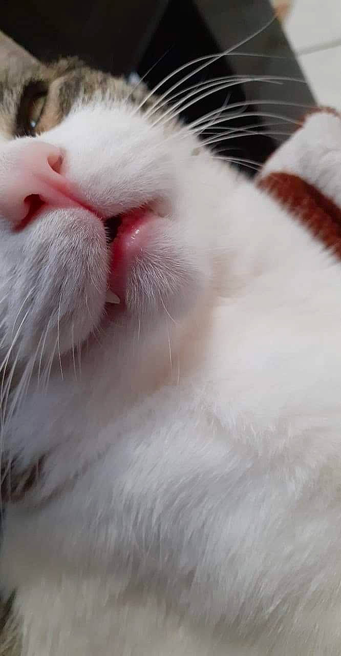 Wilson a rejoint le concours — aidez-le/la à gagner de superbes lots ! carnivore, cat, close_up, ear, eye, felidae, fur, mouth, nose, ragdoll, small_to_medium_sized_cats, snout, turkish_angora, turkish_van, whiskers