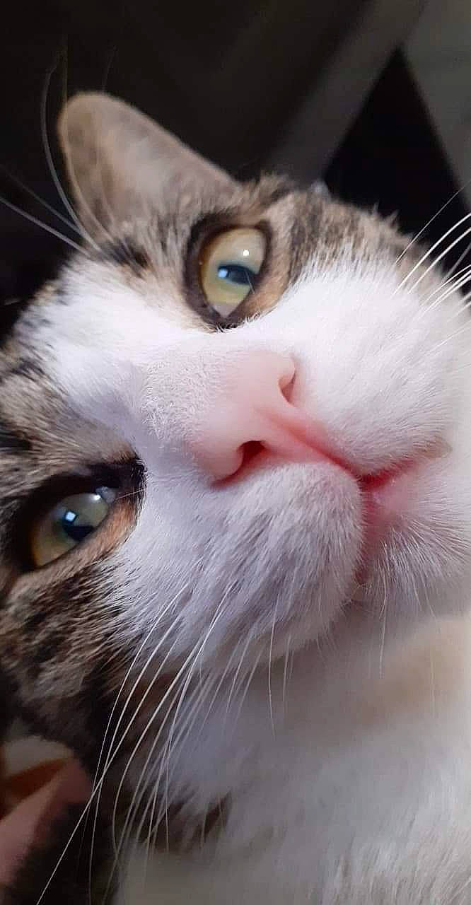 Wilson participe au concours pour gagner de l'argent avec cette photo : aegean_cat, american_wirehair, asian, carnivore, cat, close_up, domestic_short_haired_cat, european_shorthair, eye, face, felidae, fur, head, mammal, nose, ojos_azules, organ, small_to_medium_sized_cats, snout, whiskers