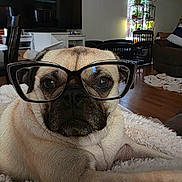 Pookie is registered to the contest to win money with this photo: dog, pug, pet, animal, glasses, eyewear, funny, portrait, close_up, indoors, living_room, blanket, couch, home, furniture, wood_floor, television, window, plant, relaxed