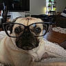 dog, pug, pet, animal, glasses, eyewear, funny, portrait, close_up, indoors, living_room, blanket, couch, home, furniture, wood_floor, television, window, plant, relaxed