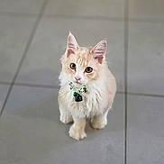 Miel participe au concours pour gagner de l'argent avec cette photo : cat, kitten, pet, fluffy, cream_colored, collar, bell, floor, tile, curious, cute, indoor, small, feline, young, whiskers, ears, paws, sitting, domestic_animal