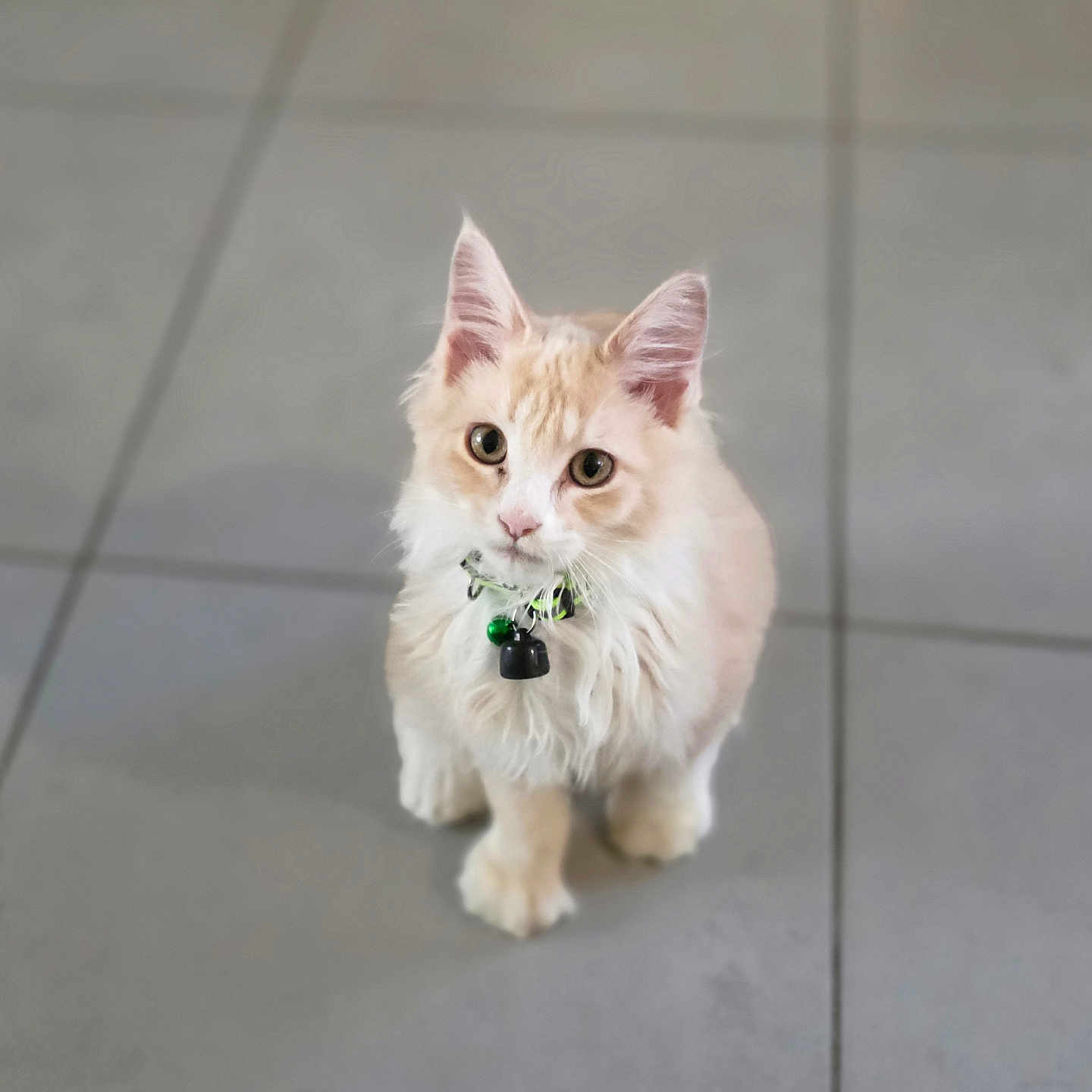 Miel participe au concours pour gagner de l'argent avec cette photo : bell, cat, collar, cream_colored, curious, cute, domestic_animal, ears, feline, floor, fluffy, indoor, kitten, paws, pet, sitting, small, tile, whiskers, young