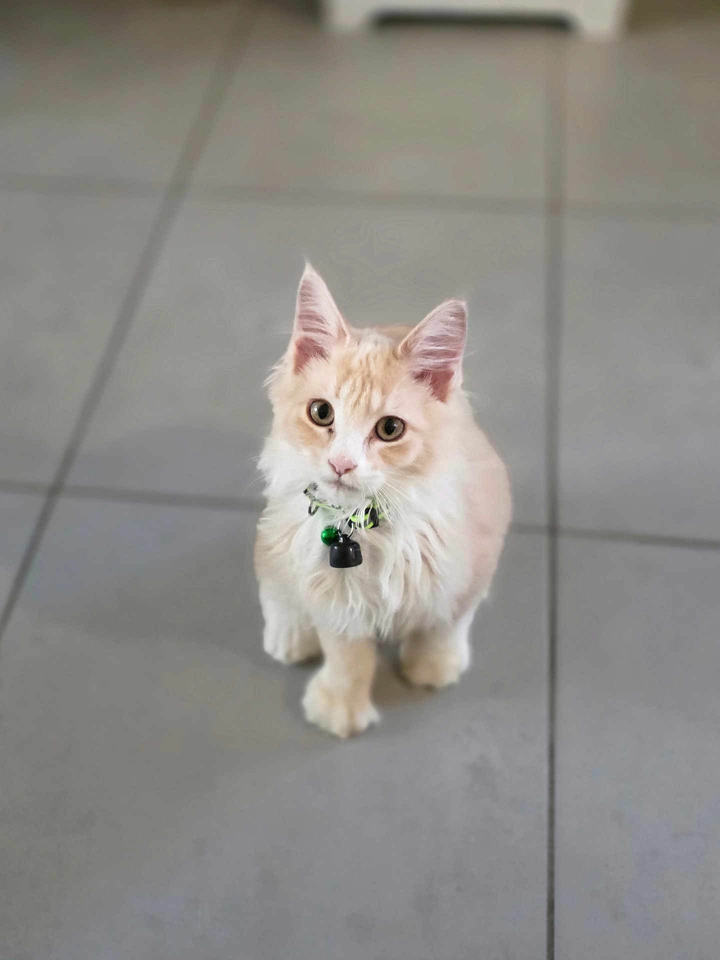 Miel participe au concours pour gagner de l'argent avec cette photo : cat, kitten, pet, fluffy, cream_colored, collar, bell, floor, tile, curious, cute, indoor, small, feline, young, whiskers, ears, paws, sitting, domestic_animal