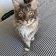 Aziël a rejoint le concours — aidez-le/la à gagner de superbes lots ! cat, gray_cat, white_fur, yellow_eyes, striped_bedspread, indoor, pet, curious, feline, whiskers, ears, paws, bedroom, furniture, nightstand, soft_fur, looking_up, domestic_cat, household, cozy