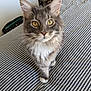 cat, gray_cat, white_fur, yellow_eyes, striped_bedspread, indoor, pet, curious, feline, whiskers, ears, paws, bedroom, furniture, nightstand, soft_fur, looking_up, domestic_cat, household, cozy