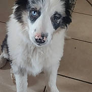 Nala a rejoint le concours — aidez-le/la à gagner de superbes lots ! accessories, animal, canine, cockerspaniel, collie, dog, eskimodog, flagstone, husky, leash, path, pet, poodle, puppy, slate, strap, terrier, tile, walkway, whitedog