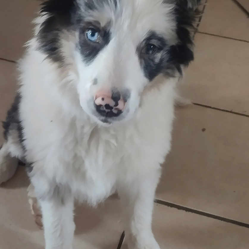 Nala a rejoint le concours — aidez-le/la à gagner de superbes lots ! accessories, animal, canine, cockerspaniel, collie, dog, eskimodog, flagstone, husky, leash, path, pet, poodle, puppy, slate, strap, terrier, tile, walkway, whitedog