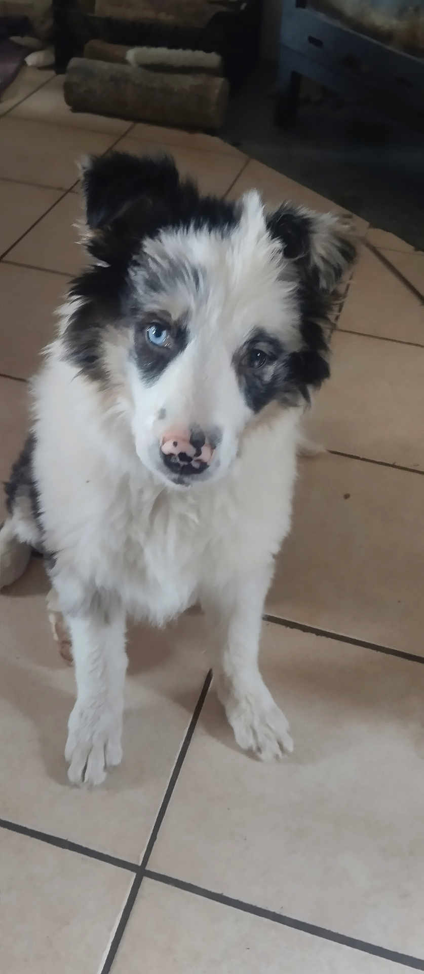 Nala