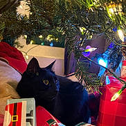 Nimbus is registered to the contest to win money with this photo: black_cat, christmas_tree, christmas_lights, wrapped_presents, holiday_decor, festive, indoor, cozy, cat_eyes, pine_branches, red_wrapping_paper, greenery, pets, holiday_season, close_up, soft_lighting, celebration, ornaments, curious_cat, nighttime