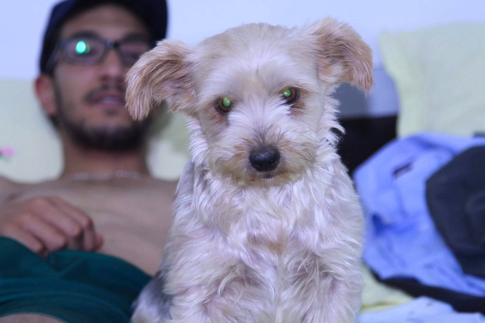 Liza a rejoint le concours — aidez-le/la à gagner de superbes lots ! carnivoran, companion_dog, dog, dog_breed, dog_breed_group, dog_like_mammal, glen_of_imaal_terrier, havanese, miniature_schnauzer, morkie, norfolk_terrier, person, poodle_crossbreed, puppy, schnauzer, schnoodle, small_terrier, snout, sporting_lucas_terrier, terrier