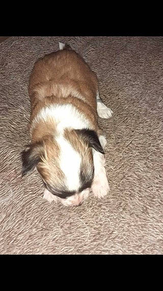 Lilly-may is registered to the contest to win money with this photo: beige, brown, carnivore, cat, comfort, fawn, felidae, fur, liver, nap, sleep, small_to_medium_sized_cats, snout, tail, terrestrial_animal, whiskers