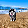 Luna a rejoint le concours — aidez-le/la à gagner de superbes lots ! dog, beach, ocean, waves, sky, leash, sand, pebble, sunny, outdoor, happy, pet, black_and_white, fluffy, tongue_out, summer, coast, water, nature, animal