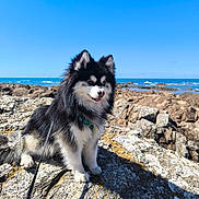 Luna participe au concours pour gagner de l'argent avec cette photo : dog, outdoor, rocky, ocean, sky, sunny, fluffy, black_and_white, leash, nature, pet, canine, daylight, coast, water, animal, fur, landscape, happy, sitting