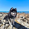 dog, outdoor, rocky, ocean, sky, sunny, fluffy, black_and_white, leash, nature, pet, canine, daylight, coast, water, animal, fur, landscape, happy, sitting