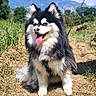 Luna participe au concours pour gagner de l'argent avec cette photo : dog, fluffy, black_and_white, tongue_out, outdoor, nature, mountains, grass, path, sunny, happy, pet, canine, leash, fur, animal, portrait, sitting, daytime, blue_sky