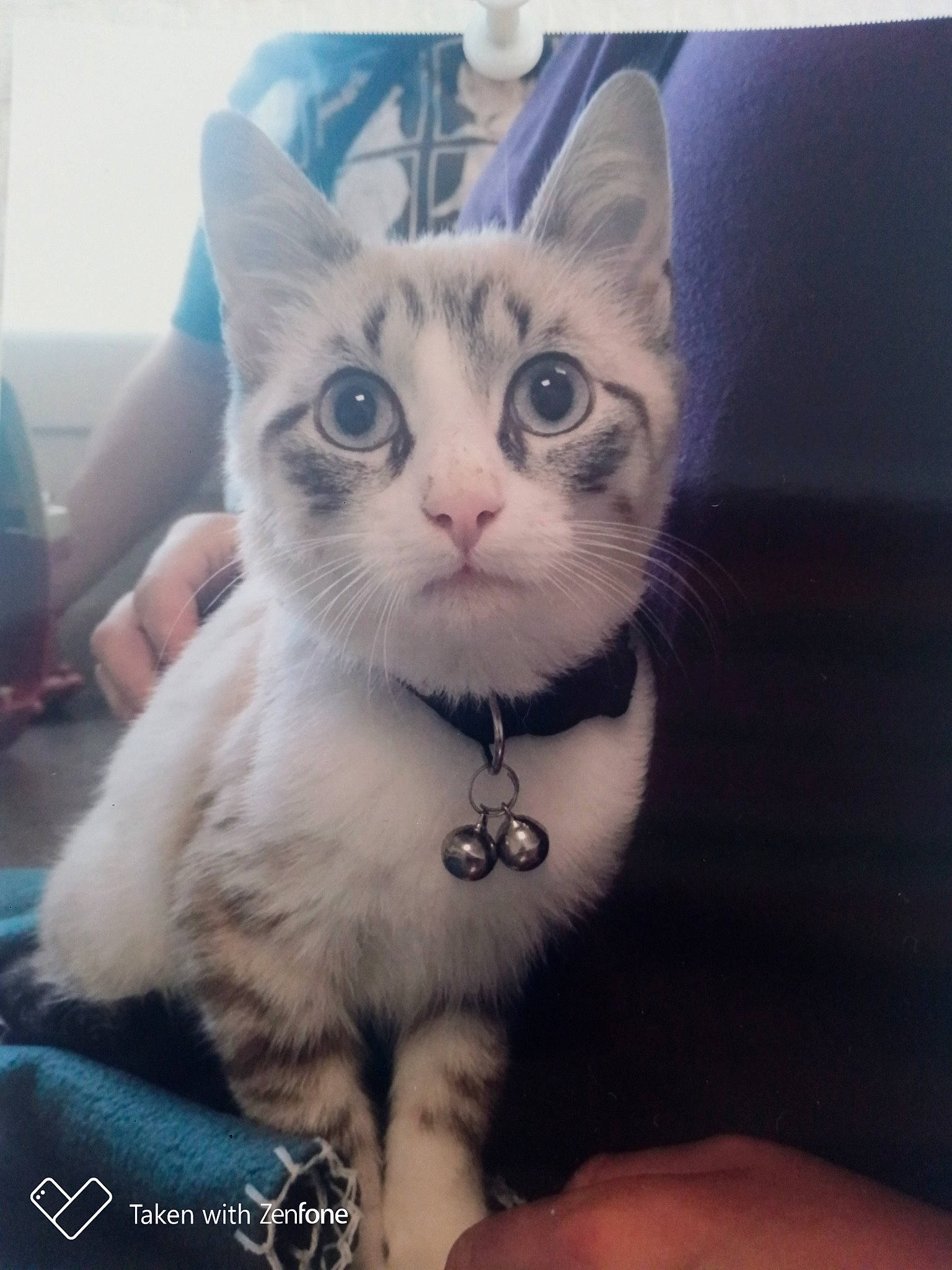 Tino a rejoint le concours — aidez-le/la à gagner de superbes lots ! carnivore, cat, domestic_short_haired_cat, door, felidae, fur, happy, iris, paw, photo_caption, sky, small_to_medium_sized_cats, snout, square, tail, whiskers, window