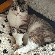 Tino a rejoint le concours — aidez-le/la à gagner de superbes lots ! cat, tabby_cat, white_paws, fluffy, relaxed, lounging, blanket, textured_blanket, black_spots, indoor, pet, feline, cute, cozy, resting, animal, whiskers, pink_nose, ears, soft_fur