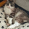 cat, tabby_cat, white_paws, fluffy, relaxed, lounging, blanket, textured_blanket, black_spots, indoor, pet, feline, cute, cozy, resting, animal, whiskers, pink_nose, ears, soft_fur