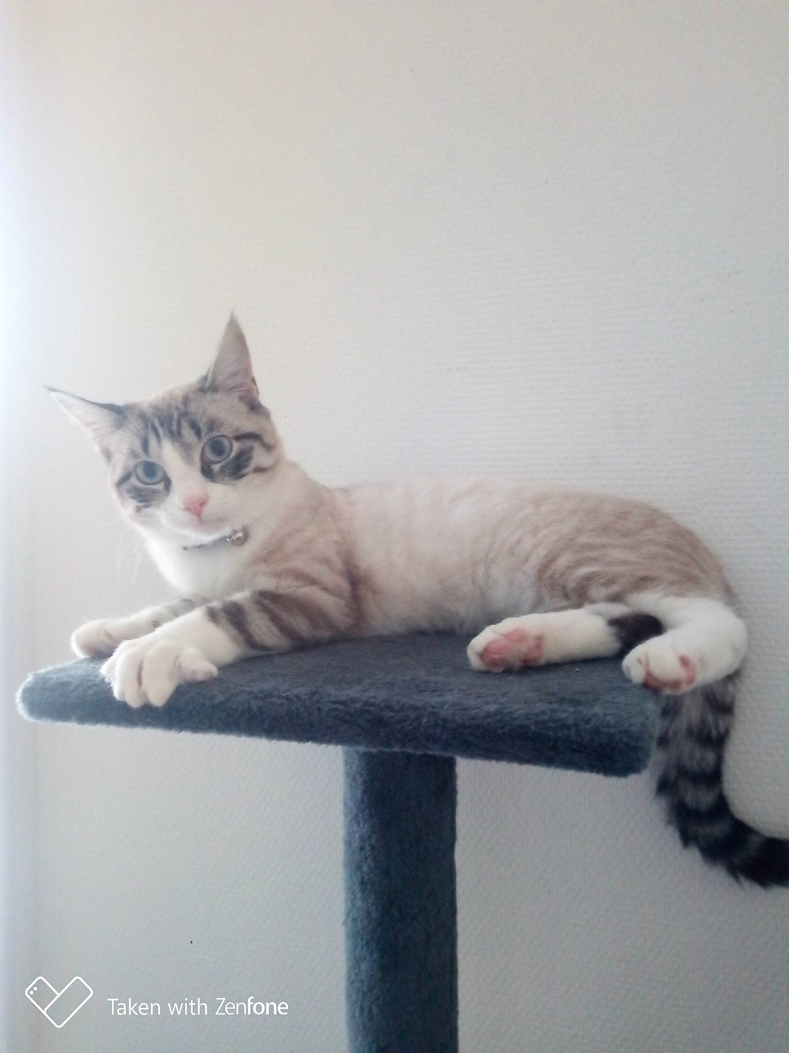 Tino participe au concours pour gagner de l'argent avec cette photo : carnivore, cat, cat_supply, claw, comfort, domestic_short_haired_cat, fawn, felidae, foot, fur, grey, paw, photo_caption, sitting, small_to_medium_sized_cats, snout, tail, whiskers, window, wood