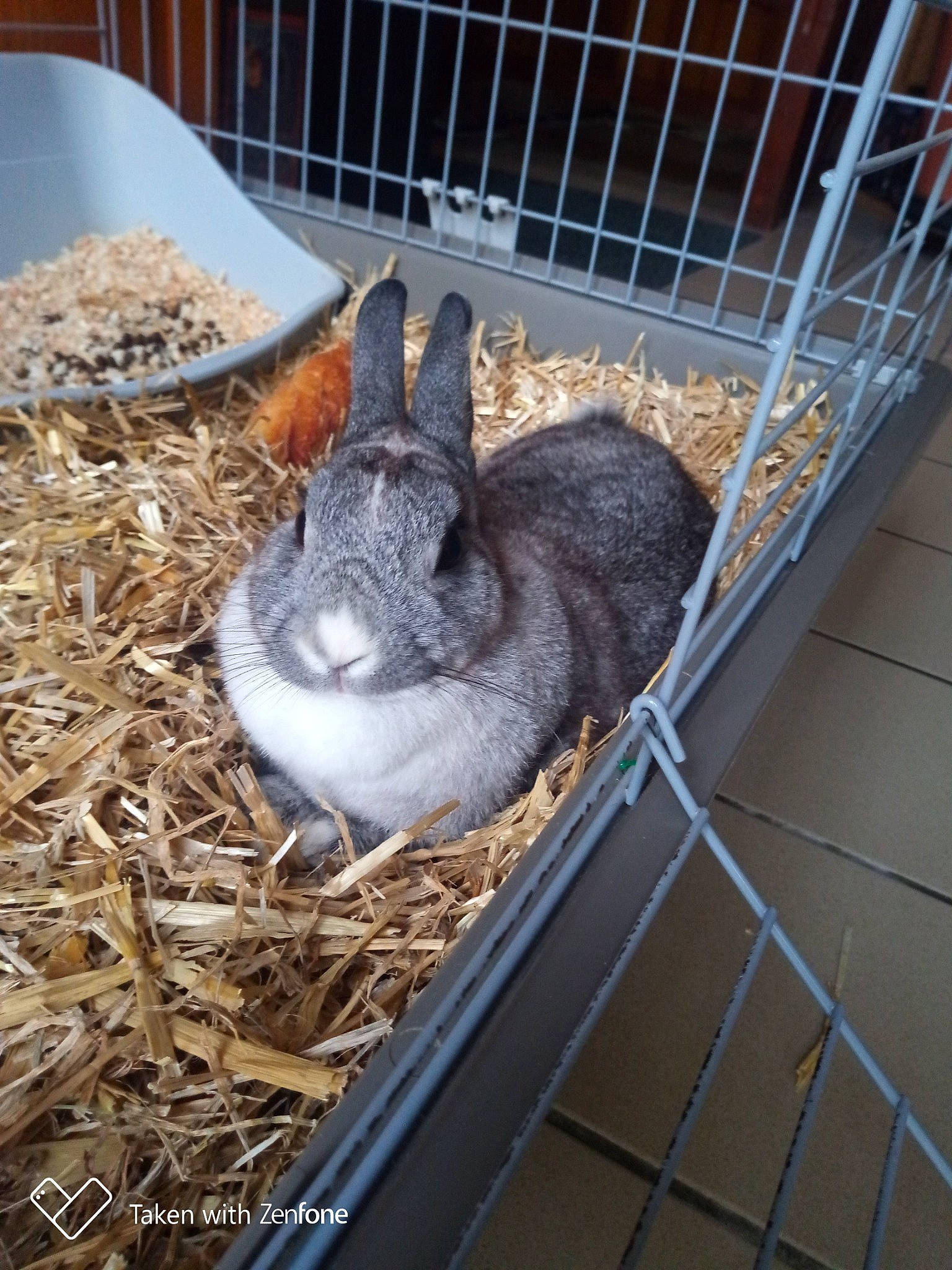 Grisette a rejoint le concours — aidez-le/la à gagner de superbes lots ! animal_shelter, audubons_cottontail, cage, chinchilla, degu, domestic_rabbit, eastern_cottontail, fawn, hare, lower_keys_marsh_rabbit, mammal, mountain_cottontail, pet_supply, rabbit, rabbits_and_hares, rodent, vertebrate, whiskers, wildlife, wood_rabbit