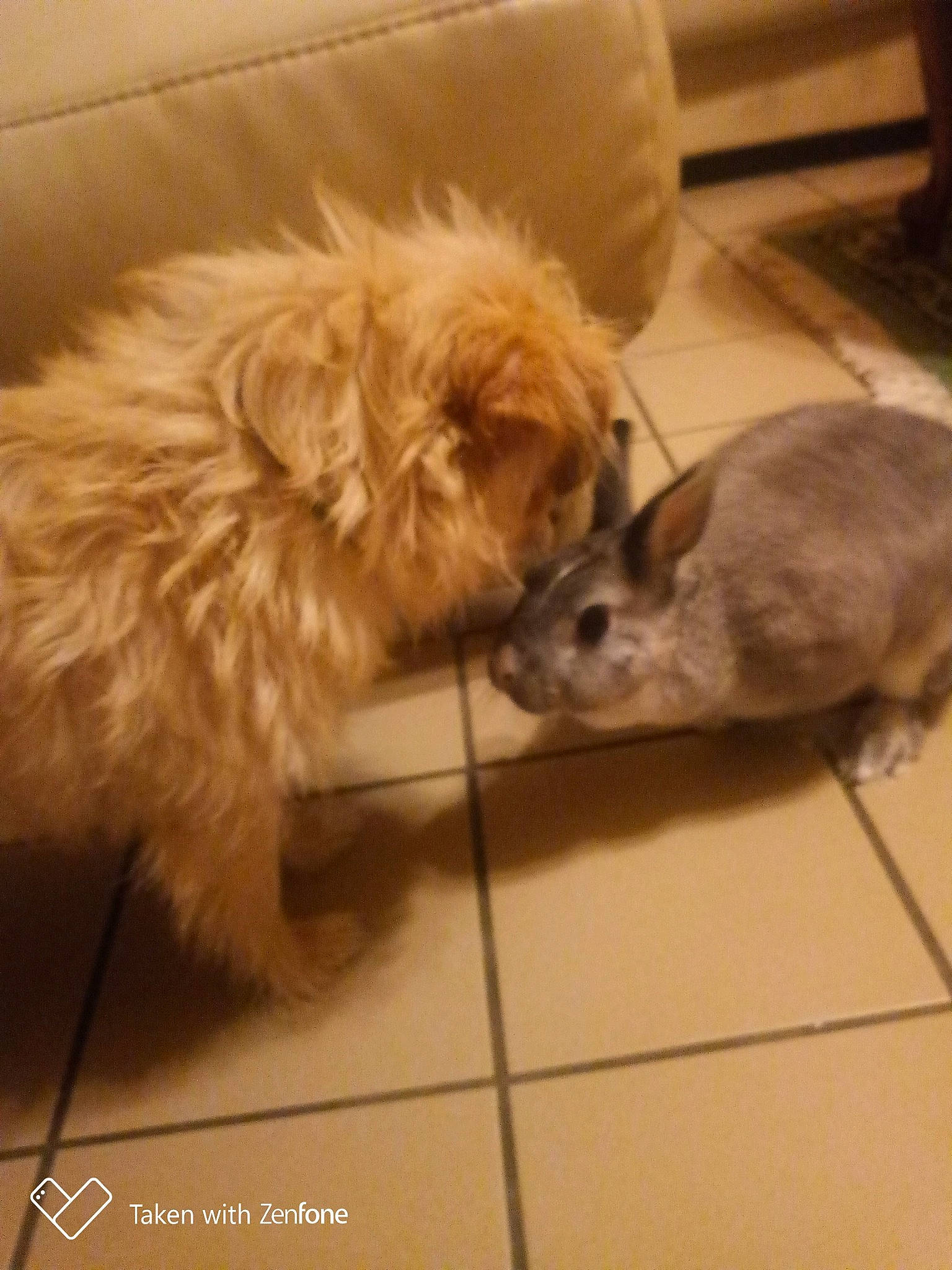 Grisette a rejoint le concours — aidez-le/la à gagner de superbes lots ! cairn_terrier, canidae, carnivore, dog, dog_breed, ear, fawn, glen_of_imaal_terrier, lhasa_apso, mammal, morkie, norfolk_terrier, puppy, rabbit, rabbits_and_hares, shih_tzu, sporting_group, tibetan_spaniel, toy_dog, vertebrate