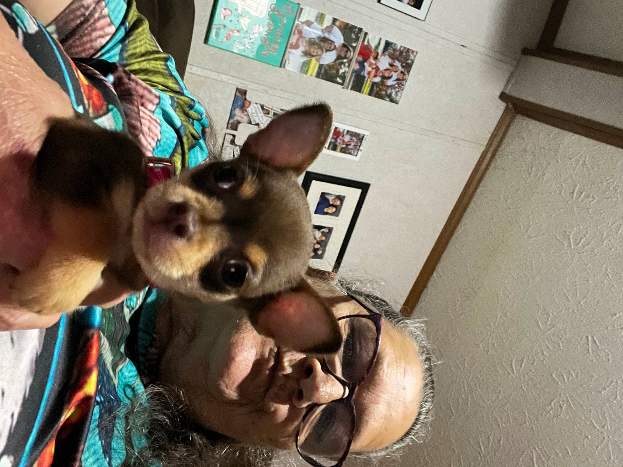 Chocolate joined the competition — help win amazing prizes! canidae, carnivore, companion_dog, corgi_chihuahua, dog, dog_breed, dog_supply, ear, eyewear, fawn, flooring, fur, happy, jaw, picture_frame, snout, sporting_group, sunglasses, toy_dog, working_animal