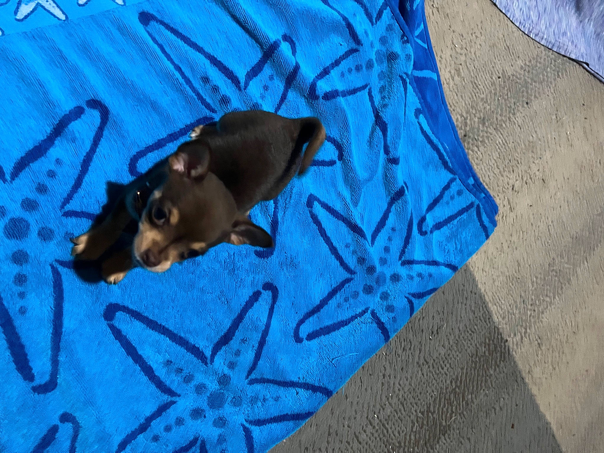 Chocolate joined the competition — help win amazing prizes! aqua, azure, brown, carnivore, dog, dog_breed, electric_blue, fashion_accessory, fawn, grey, linens, liver, pattern, sleeve, snout, tapir, terrestrial_animal, triangle, visual_arts, whiskers